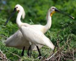 The place is like a heaven for the birds with water and greenery that's why it is preferred by various migratory birds to rest before and after a long